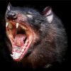 Tasmanian Devil Animal Diamond Painting