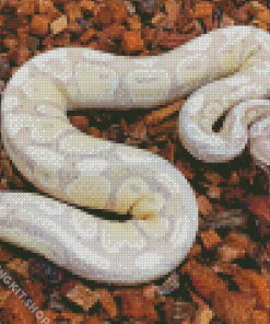 The Ball Python Diamond Painting