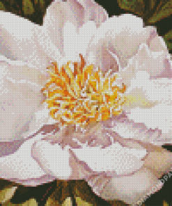 White Blooming Peony Diamond Painting