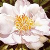 White Blooming Peony Diamond Painting