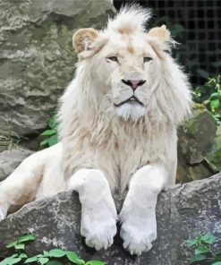 White Lion Animal Diamond Painting