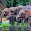 Wild African Elephant In Water Diamond Painting