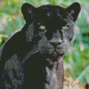 Aesthetic Black Jaguar Diamond Painting