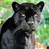 Aesthetic Black Jaguar Diamond Painting