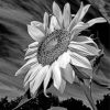 Aesthetic Black And White Sunflower Diamond Painting