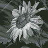 Aesthetic Black And White Sunflower Diamond Painting