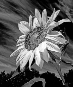 Aesthetic Black And White Sunflower Diamond Painting