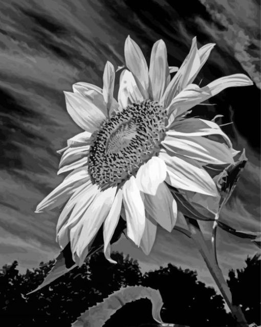 Aesthetic Black And White Sunflower Diamond Painting