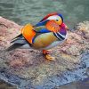 Aesthetic Mandarin Duck Diamond Painting