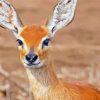 Aesthetic Steenbok Diamond Painting