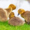 Aesthetic Canada Geese Goslings Diamond Painting