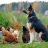 Aesthetic Dog With Chickens Diamond Painting