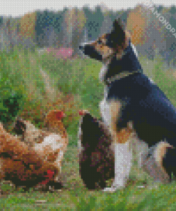 Aesthetic Dog With Chickens Diamond Painting