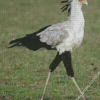 Aesthetic The Secretarybird Diamond Painting