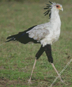 Aesthetic The Secretarybird Diamond Painting