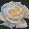 Aesthetic White Rose Art Diamond Painting