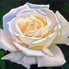 Aesthetic White Rose Art Diamond Painting