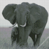 Black And White Mama And Baby Elephant Diamond Painting