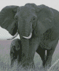 Black And White Mama And Baby Elephant Diamond Painting