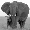 Black And White Mama And Baby Elephant Diamond Painting