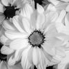 Black And White Flowers Diamond Painting