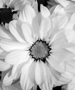 Black And White Flowers Diamond Painting