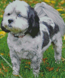 Black And White Shih Poo Diamond Painting