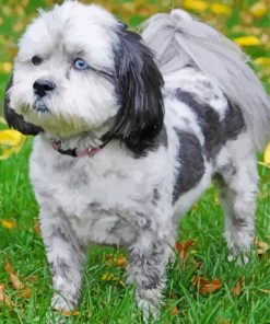 Black And White Shih Poo Diamond Painting