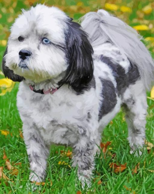 Black And White Shih Poo Diamond Painting