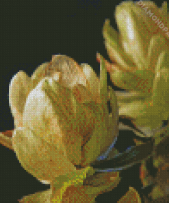 Climber Plant Hops Fruit Diamond Painting