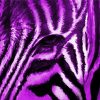 Close Up Purple Zebra Diamond Painting