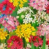 Colorful Allium Flowers Diamond Painting