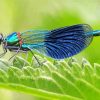 Cool Damsel Fly Diamond Painting