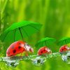 Cute Ladybirds Diamond Painting