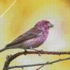 Cute Purple Finch Diamond Painting