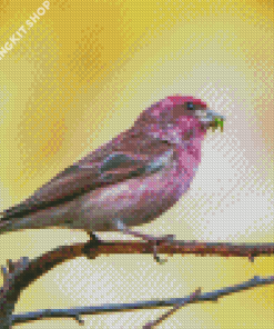 Cute Purple Finch Diamond Painting