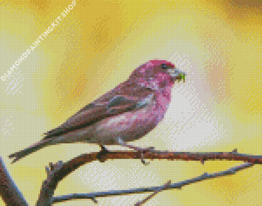 Cute Purple Finch Diamond Painting