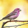 Cute Purple Finch Diamond Painting