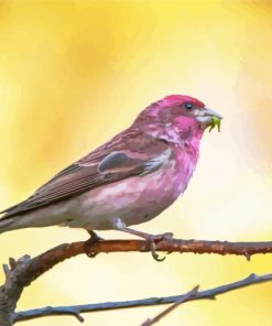 Cute Purple Finch Diamond Painting