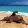 Funny Elephant On Beach Diamond Painting