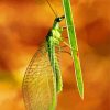 Green Lacewings Diamond Painting