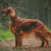 Irish Setter Animal Diamond Painting