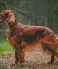 Irish Setter Animal Diamond Painting