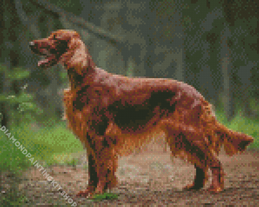 Irish Setter Animal Diamond Painting