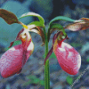 Lady Slipper Diamond Painting