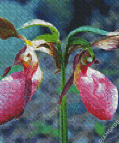 Lady Slipper Diamond Painting