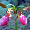 Lady Slipper Diamond Painting