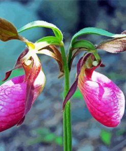 Lady Slipper Diamond Painting