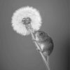 Monochrome Mouse And Dandelion Diamond Painting