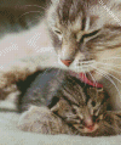 Mother Cat And Kitten Diamond Painting